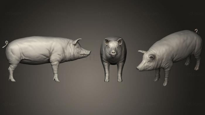 3D модель Свинья 01 (STL)